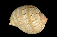 藏品(中華鶉螺)的圖片